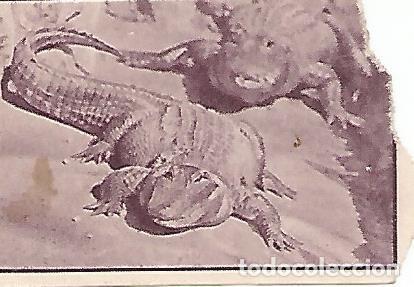 Postais: CROMO 00231 GALLINA BLANCA 2o ALBUM. Serie 95 Parque zoologico. Numero 6 Caiman - Varios