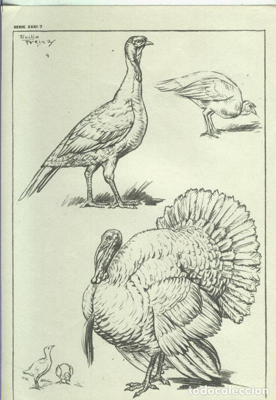 Postkarten: Lamina Emilio Freixas serie XXXI numero 07: Aves de corral - Varios