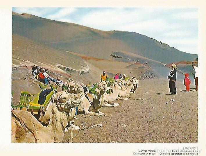 Cartes Postales: LAMINA 1715: LANZAROTE. Camellos esperando a los turistas - VVAA