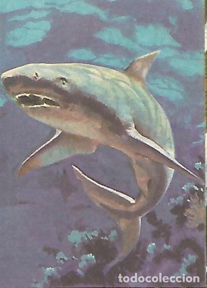 Postales: CROMO BIMBO - El Libro de las Adivinanzas no 167 - Vidas prehistoricas - Varios