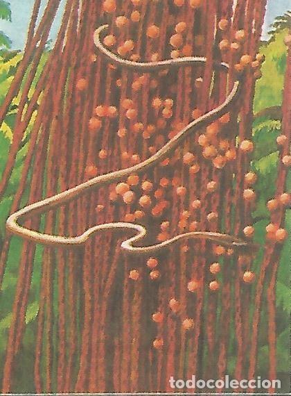 Postales: CROMO BIMBO - El Libro de las Adivinanzas no 225 - Mecanismos de defensa - Varios