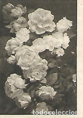 Postkarten: CROMO GALLINA BLANCA - 2o Album. Serie 12 Flores. No1 - Varios