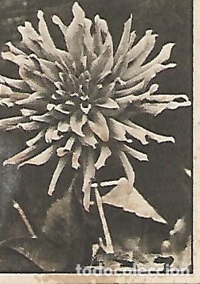 Postkarten: CROMO GALLINA BLANCA - 2o Album. Serie 12 Flores. No 7 - Varios