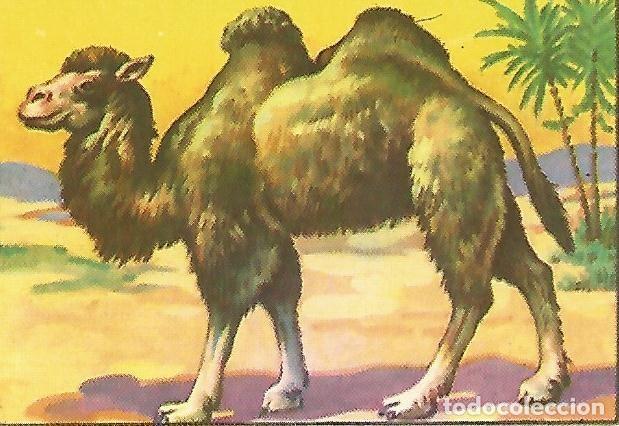 Cartoline: CROMO HISTORIA NATURAL -Album II. no 405. Camello - Varios