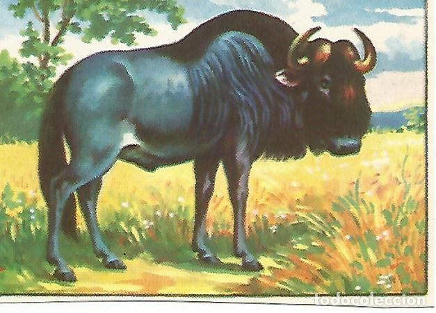 Cartoline: CROMO HISTORIA NATURAL -Album II. no 499. Bisonte europeo - Varios