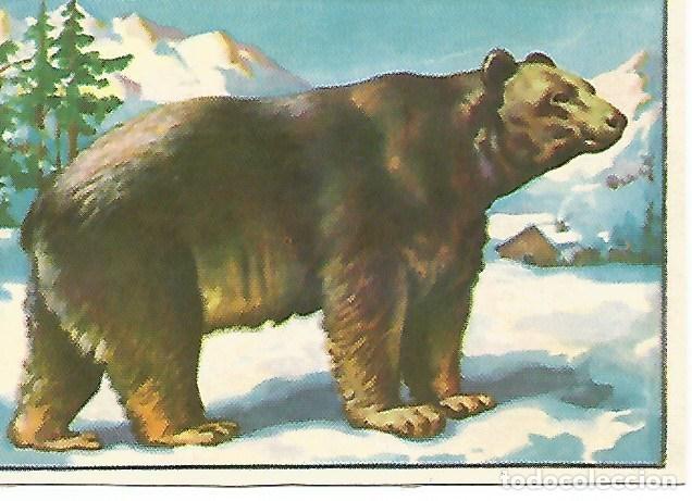Cartoline: CROMO HISTORIA NATURAL -Album II. no 435. Oso - Varios