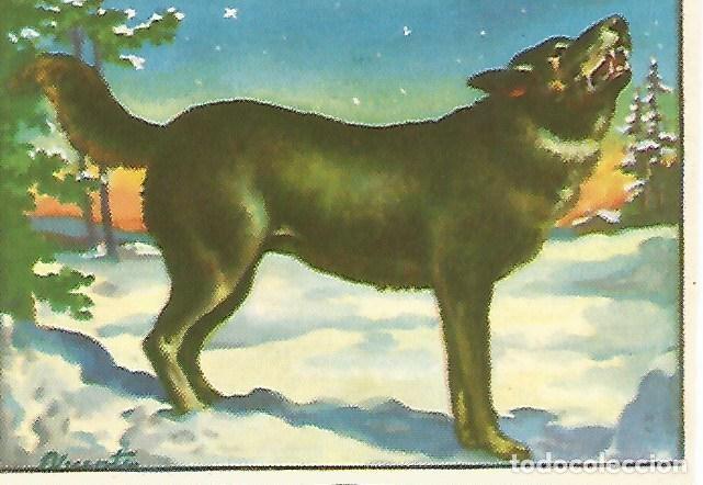 Postais: CROMO HISTORIA NATURAL -Album II. no 440. Lobo - Varios