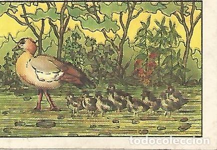 Postales: CROMO NESTLE - Las maravillas del universo Serie 46 no 10 - Varios