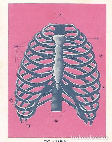 Postales: CROMO no 252. Torax - Varios