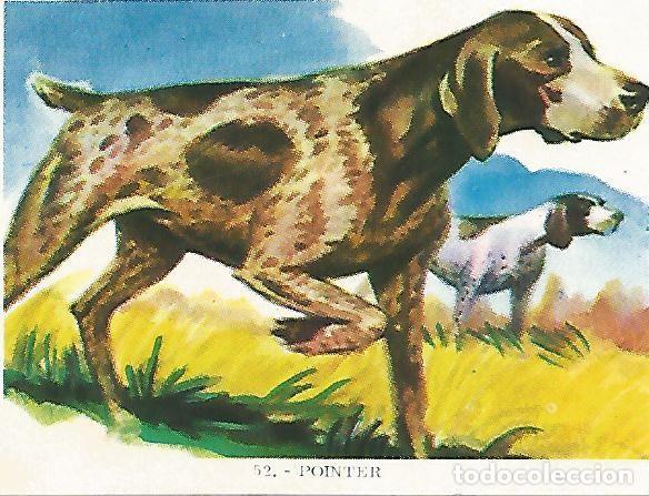 Postales: CROMO no 52. Pointer - Varios