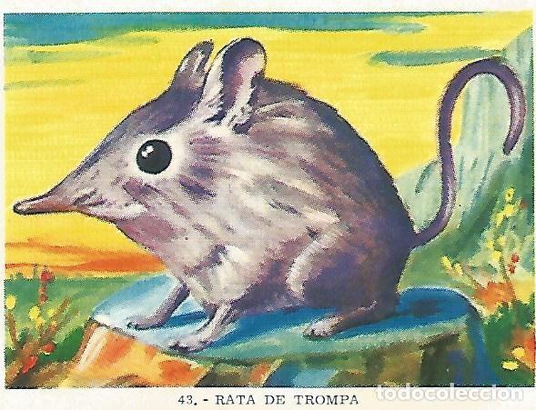Postales: CROMO no 43. Rata de trompa - Varios