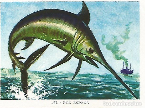Postales: CROMO no 167. Pez espada - Varios