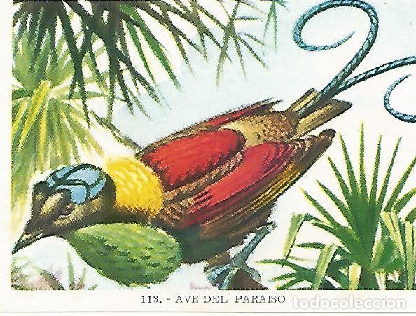 Postales: CROMO no 113. Ave del paraiso - Varios