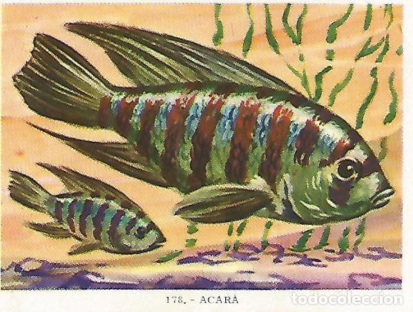 Postales: CROMO no 178. Acara - Varios