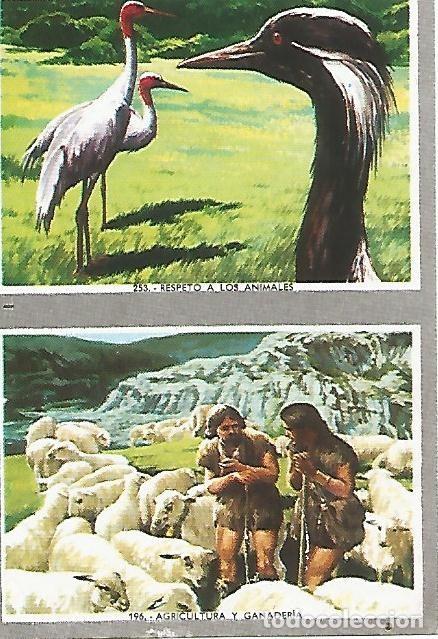 Postales: CROMO no 253. Respeto a los animales - Varios