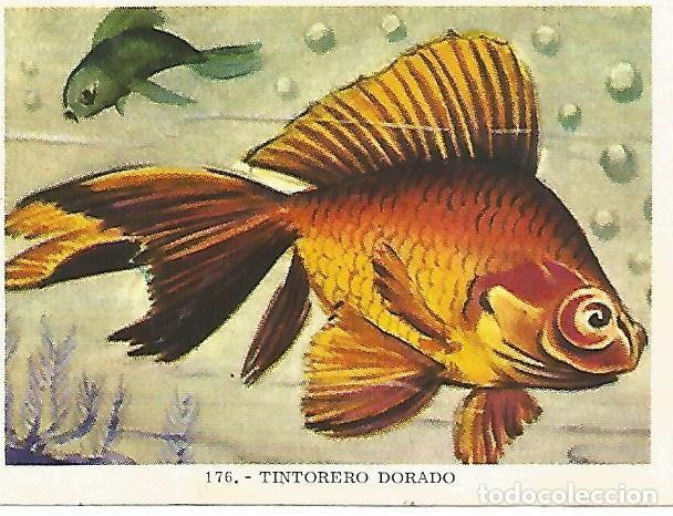 Postales: CROMO no 176. Tintorero dorado - Varios