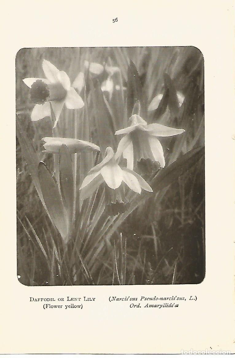 Postkarten: Lamina 984: Narciso - Varios