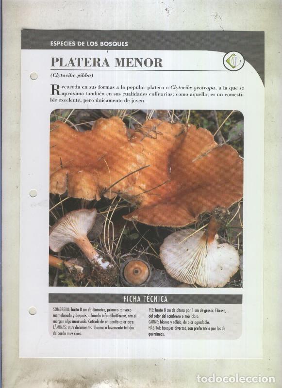 Postales: Bolets ficha 099: Platera menor (Clytocibe gibba) - Varios