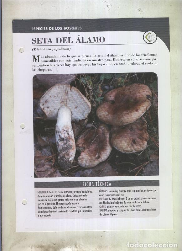 Cartes Postales: Bolets ficha 092: Seta del alamo (Tricholoma populinum) - Varios