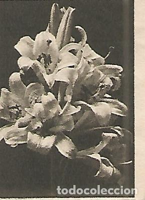Postkarten: CROMO 0028 GALLINA BLANCA 2o ALBUM. Serie 11 Flores. Numero 7 Lirios - Varios