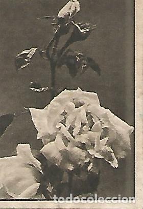 Postkarten: CROMO 0031 GALLINA BLANCA 2o ALBUM. Serie 12 Flores. Numero 2 Rosas - Varios