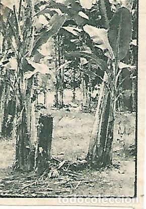 Cartes Postales: CROMO 00210 GALLINA BLANCA 2o ALBUM. Serie 85 Indonesia. Numero 10 - Varios