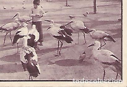 Postales: CROMO 00234 GALLINA BLANCA 2o ALBUM. Serie 95 Parque zoologico. Numero 10 Cigue&ntilde;as - Varios