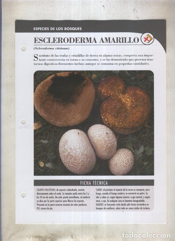 Cartes Postales: Bolets ficha 024: Escleroderma amarillo (Seleroderma citrinum) - Varios