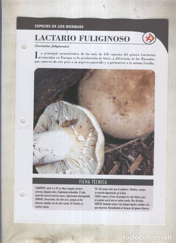 Cartes Postales: Bolets ficha 031: Lactario Fuliginoso (Lactarius fuliginosus) - Varios