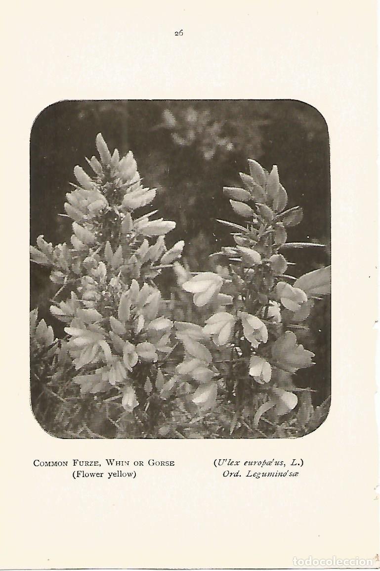 Postcards: Lamina 969: Tojo - Varios