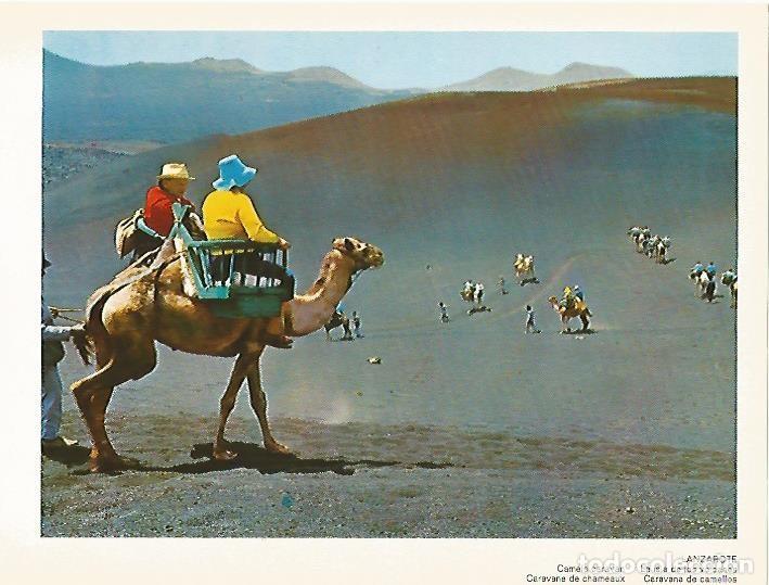 Cartoline: LAMINA 1723: LANZAROTE. Caravana de camellos - VVAA