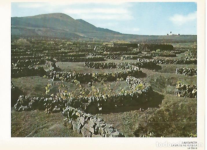 Postais: LAMINA 1716: LANZAROTE. La Geria - VVAA