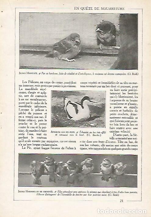 Postkarten: LAMINA 4059: GORRIONES - Varios