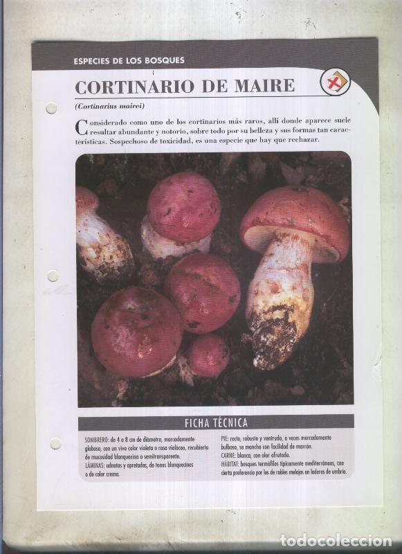 Cartoline: Bolets ficha 065: Cortinario de maire (Cortinarius mairei) - Varios
