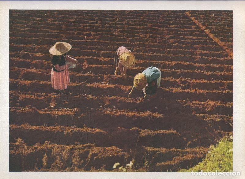 Cartoline: Gran Canaria: Lamina 10: Artesania de la agricultura - Varios
