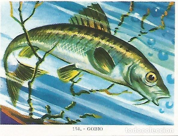 Cartoline: CROMO no 158. Gobio - Varios