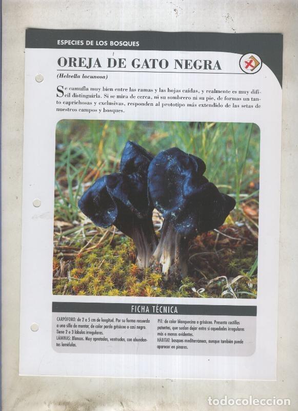 Cartoline: Bolets ficha 045: Oreja de gato negra (Helvella lacunosa) - Varios