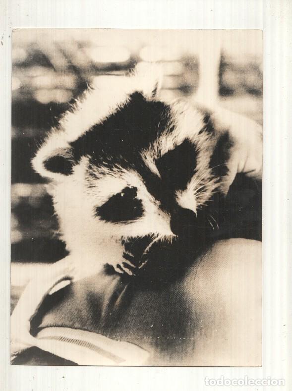 Postales: Foto prensa numero 037: El mapache Roni mascota juegos inviernos de Lake Placid - Varios