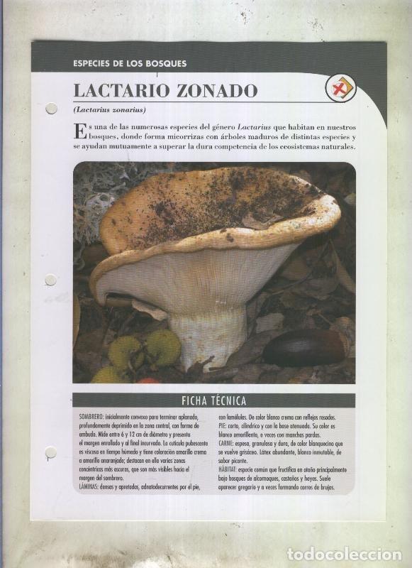 Cartoline: Bolets ficha 073: Lactario zonado (lactarius zonarius) - Varios