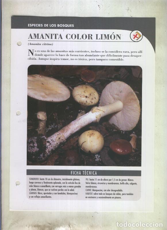 Postales: Bolets ficha 072: Amanita color limon (amanita citrina) - Varios