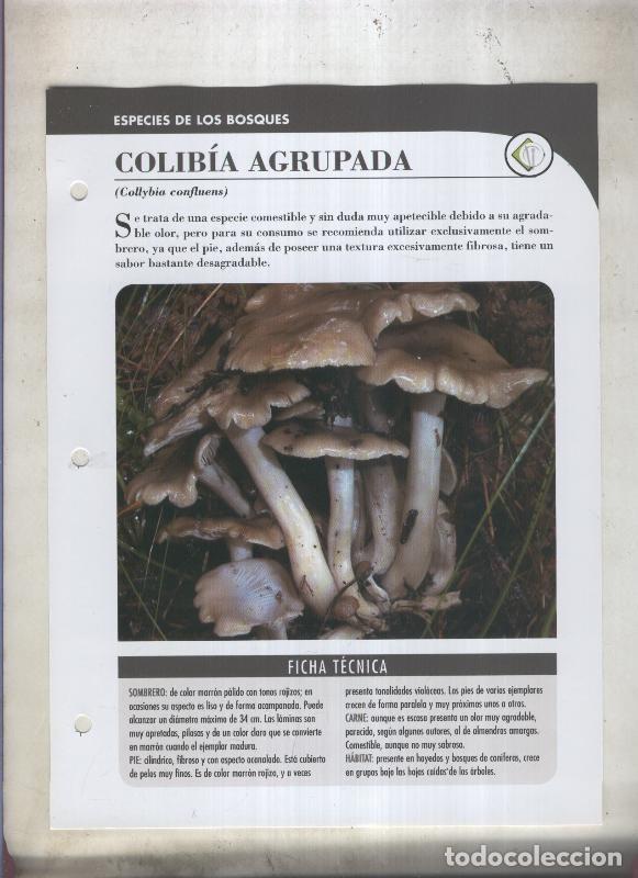Postales: Bolets ficha 019: Colibia agrupada (Collybia confluens) - Varios
