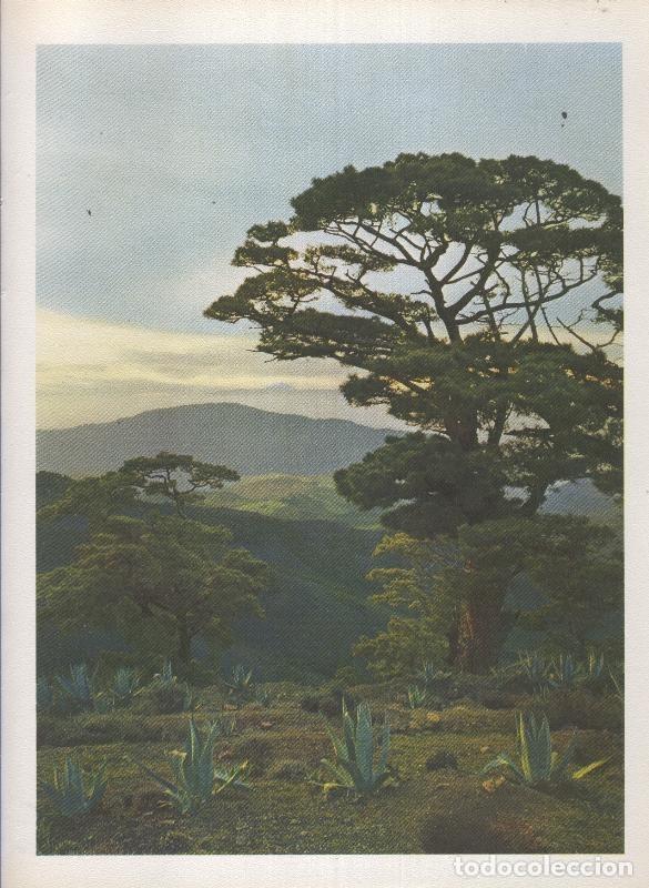 Postcards: Gran Canaria: Lamina 25: Pinos de Galdar - Varios