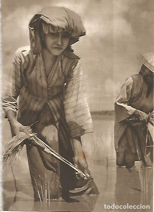 Cartoline: LAMINA GEOGRAFIA 0012: Mujer de Malasia dedicada al cultivo de arroz - Ricardo Beltran y Vicente Ver