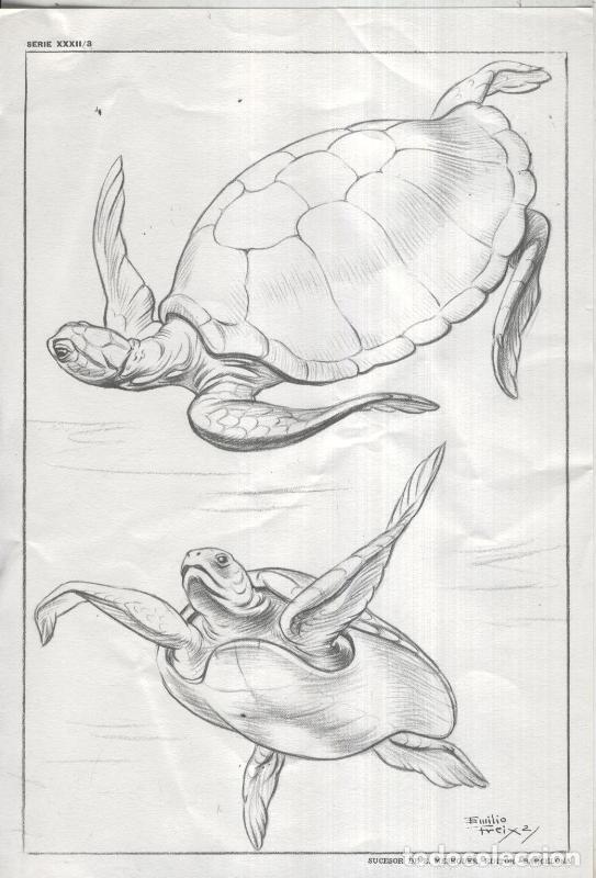 Postcards: Lamina Emilio Freixas numerada 03: tortuga marina - Varios
