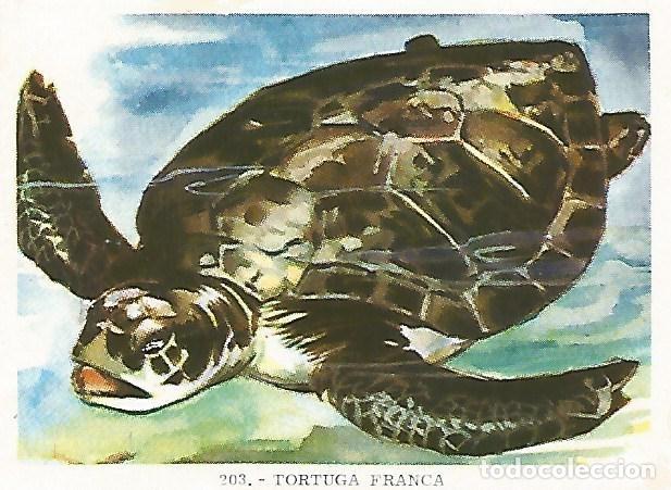 Cartes Postales: CROMO no 203. Tortuga franca - Varios