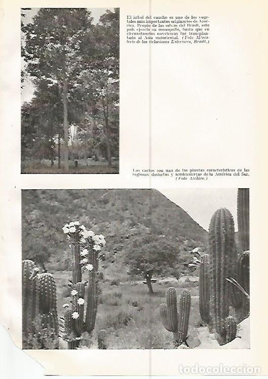 Postales: LAMINA GEOGRAFIA 0233: Arbol del caucho y cactos Brasil - Ricardo Beltran y Vicente Vera