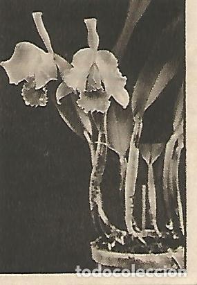 Postcards: CROMO GALLINA BLANCA - 2o Album. Serie 11 Flores. No 9 - Varios