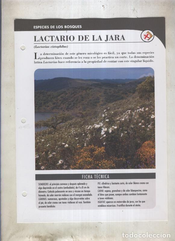 Postales: Bolets ficha 055: Lactario de la jara (Lactarius cistophilus) - Varios