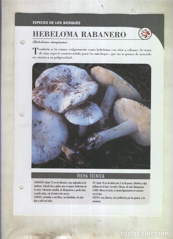 Postkarten: Bolets ficha 088: Hebeloma rabanero (Hebeloma sinapizans) - Varios