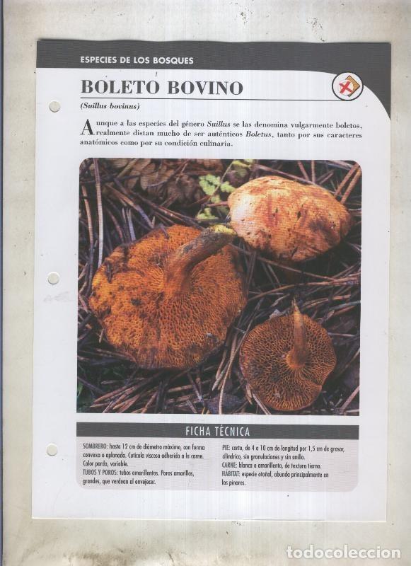 Cartoline: Bolets ficha 058: Boleto bovino (suillus bovinus) - Varios
